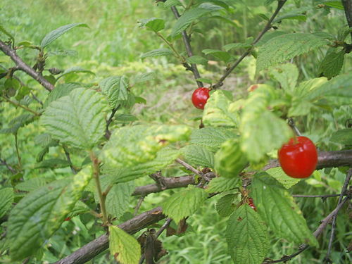 Prunus tomentosa